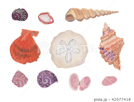 shells shells 42077418