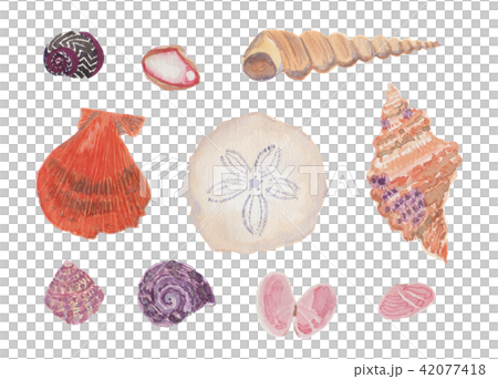 shells shells 42077418