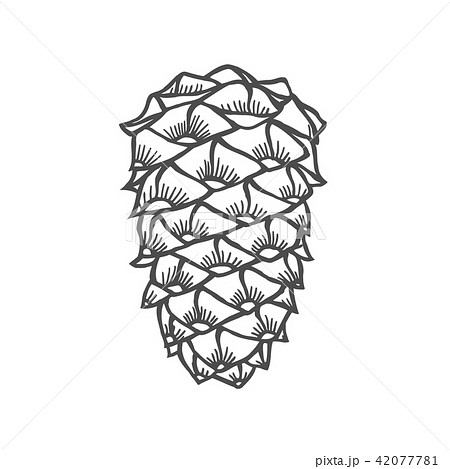 hand drawn pine coneのイラスト素材 42077781 pixta