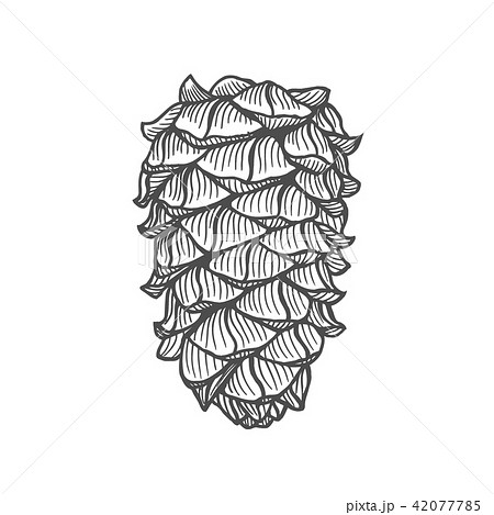 Hand Drawn Pine Coneのイラスト素材