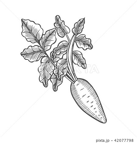Root and Tuberous Vegetables 42077798