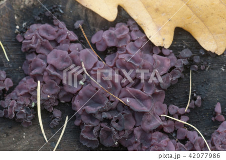 Ascocoryne sarcoides slime mould 42077986