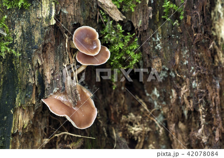 Gymnopus ocior mushroom Gymnopus ocior mushroom 42078084