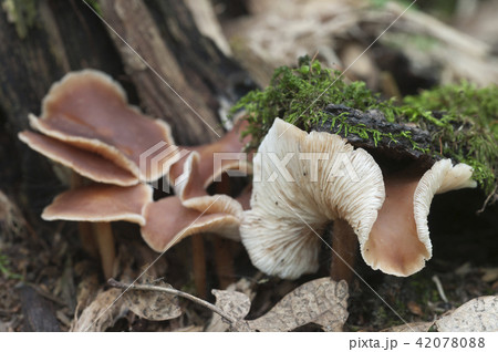 Gymnopus ocior mushroom 42078088
