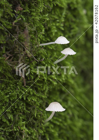 Delicatula integrella mushroom Delicatula integrella mushroom 42078162