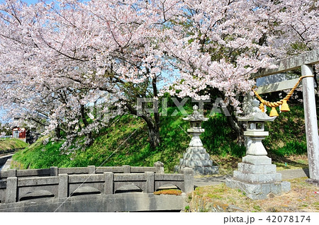 林若子神社の桜 42078174