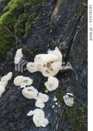 Phlebia tremellosa fungus 42078181