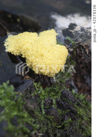 Fuligo septica 42078336