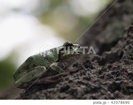岩の上のアマガエル 岩の上のアマガエル 42078690