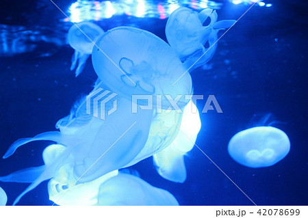 クラゲ クラゲ 42078699