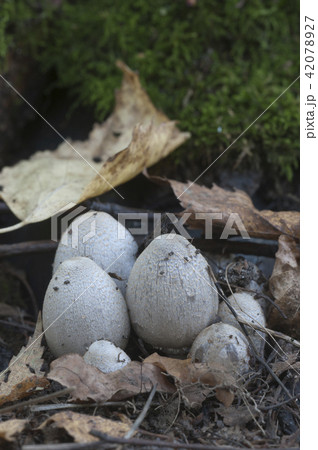 Coprinus atramentarius mushrooms 42078927