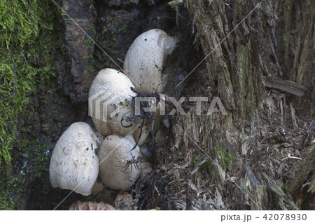 Coprinus atramentarius mushrooms 42078930