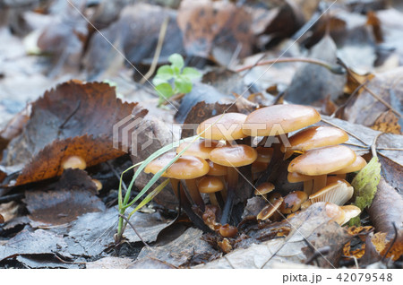 Flammulina velutipes mushrooms 42079548