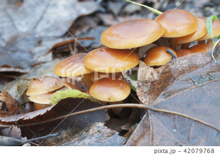 Flammulina velutipes mushrooms Flammulina velutipes mushrooms 42079768