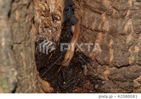 ナメクジ 札幌市 ナメクジ 札幌市 42080081