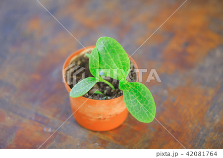 little green seedling in the pot little green seedling in the pot 42081764