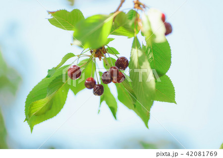 cherry or sweet cherry on the tree cherry or sweet cherry on the tree 42081769