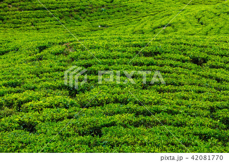 tea plantations high in the mountains tea plantations high in the mountains 42081770