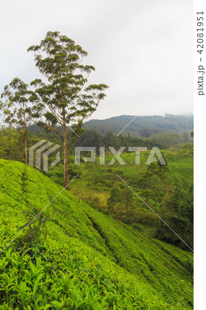 tea plantations high in the mountains tea plantations high in the mountains 42081951