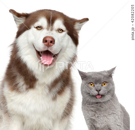 Happy pets. Husky dog and British cat 42082205