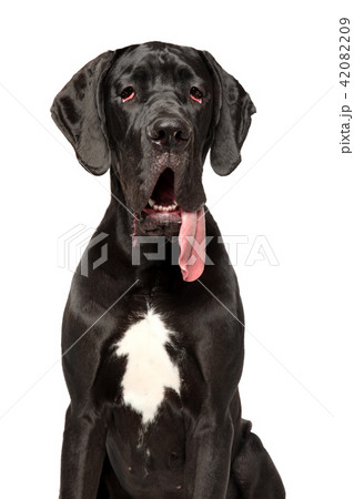 Black German Great Dane Black German Great Dane 42082209