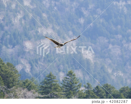上空を舞うトンビ 上空を舞うトンビ 42082287