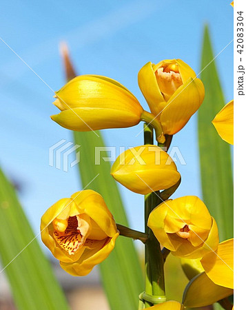 シンビジウムの花 シンビジウムの花 42083304