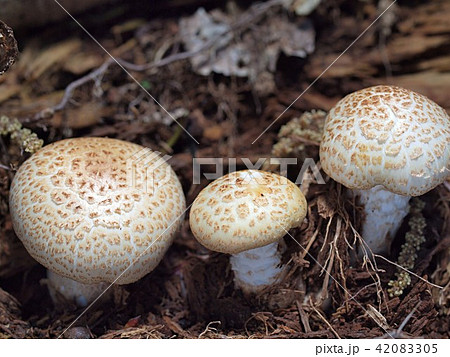 マツオウジ マツオウジ 42083305