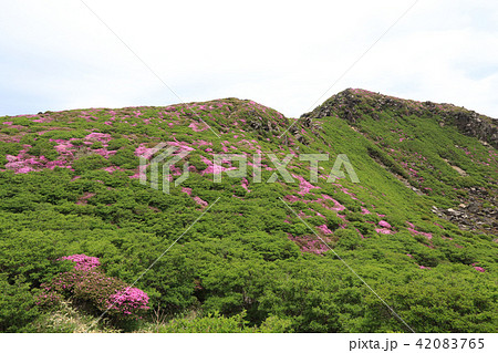 ミヤマキリシマ咲く九重連山・中岳 42083765