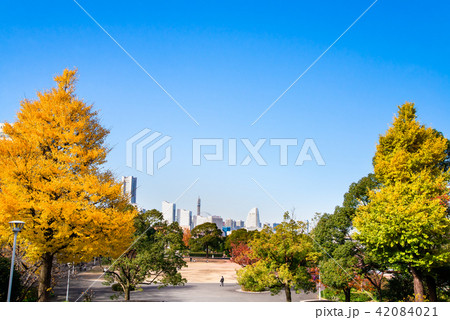 横浜 山下公園 秋 横浜 山下公園 秋 42084021