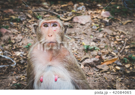 Female Long-tailed macaque monkey staring  42084065