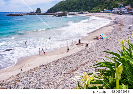 （静岡県）ハマユウの咲く、田牛海水浴場 42084648