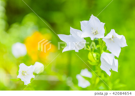 キキョウの花 キキョウの花 42084654