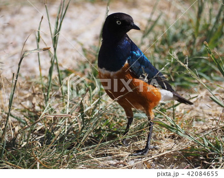 幸せの青い鳥 幸せの青い鳥 42084655
