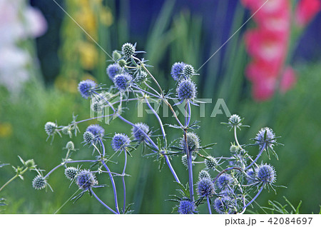 お花畑のエリンジウム 42084697