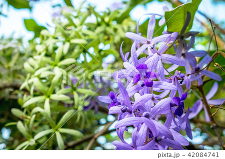 Beautiful Purple flowers in garden,Sandpaper Vine 42084741