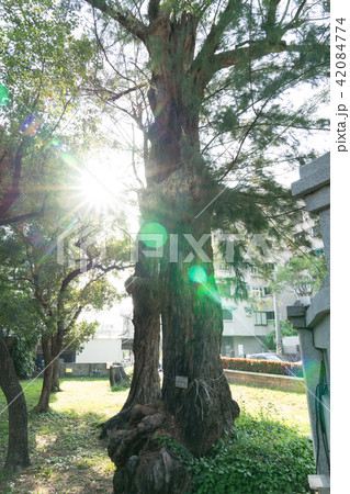 神学校 キリスト 教会 42084774
