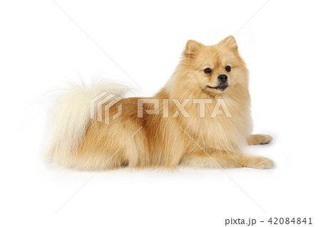 Purebred Pomeranian dog on a white background 42084841