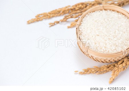 水田 米 稲 42085102