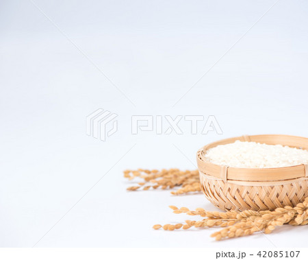 水田 米 稲 42085107