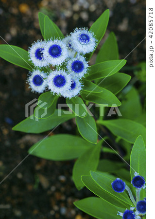 グロブラリア・ブルーアイ 42085718