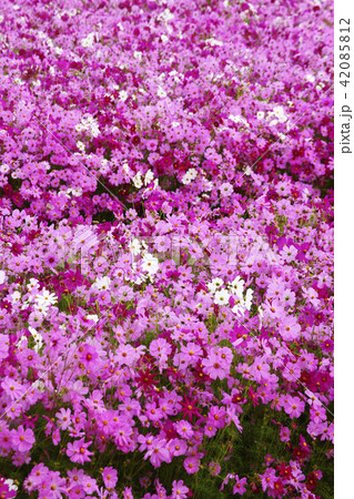 コスモス 42085812