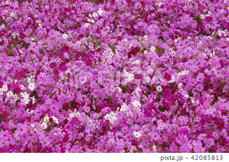 コスモス 42085813