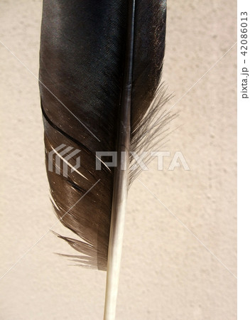 カラスの羽 カラスの羽 42086013