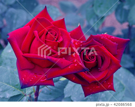 深紅のバラ 深紅のバラ 42086568