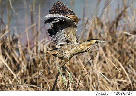 サンカノゴイ コウノトリ目サギ科 飛翔 サンカノゴイ コウノトリ目サギ科 飛翔 42086727
