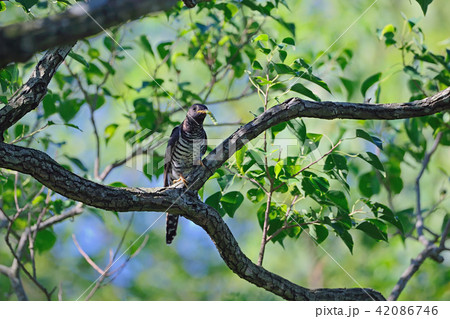 ツツドリ　カッコウ目カッコウ科 42086746