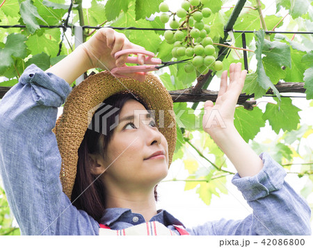 ぶどうの摘粒作業をする女性 ぶどうの摘粒作業をする女性 42086800