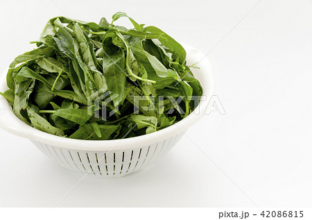 空心菜（クウシンサイ）の葉 42086815