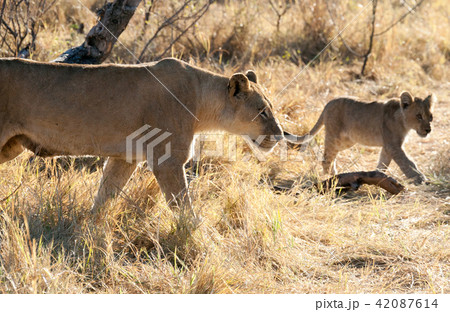 Lions, Botswana 42087614